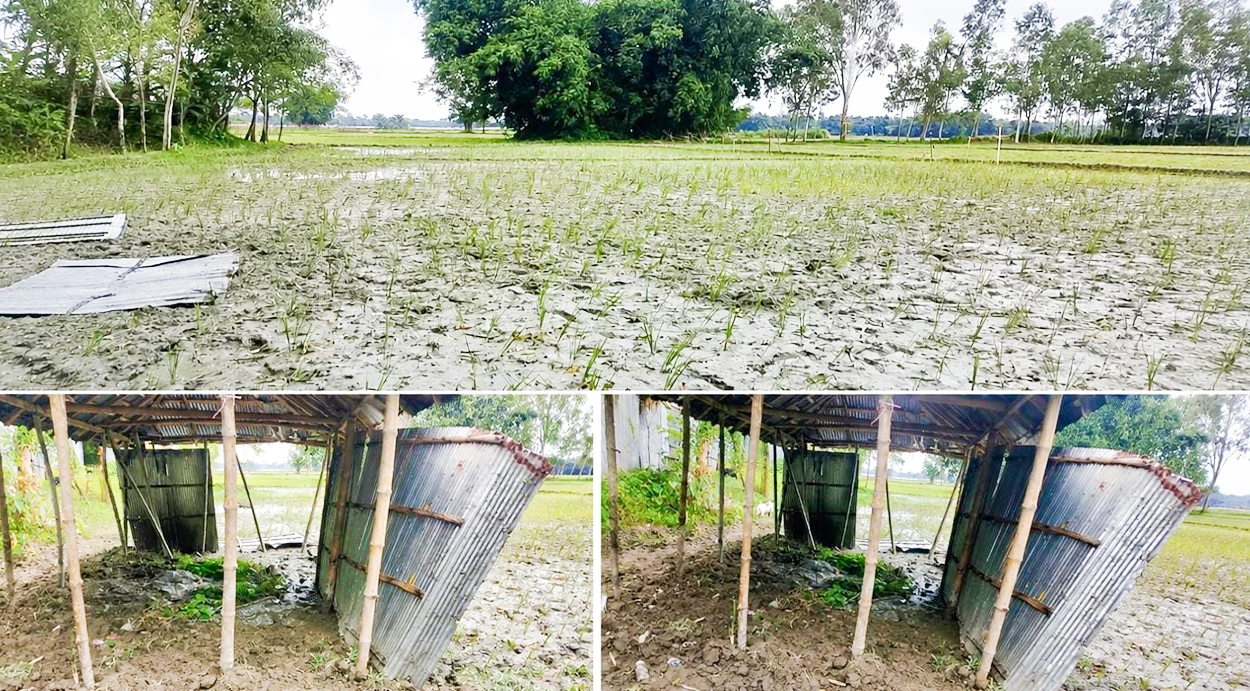 গঙ্গাচড়ায় আইন অমান্য করে জমি দখলের চেষ্টা: হতাশ ভুক্তভোগী পরিবার