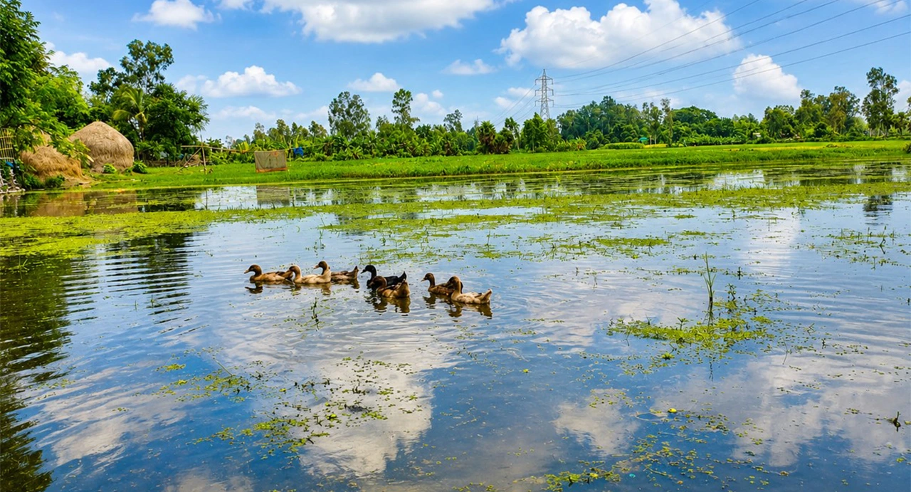 ঠারকেন বিলের জলাবদ্ধতায় ৩০০ বিঘা আবাদি জমি অনাবাদি